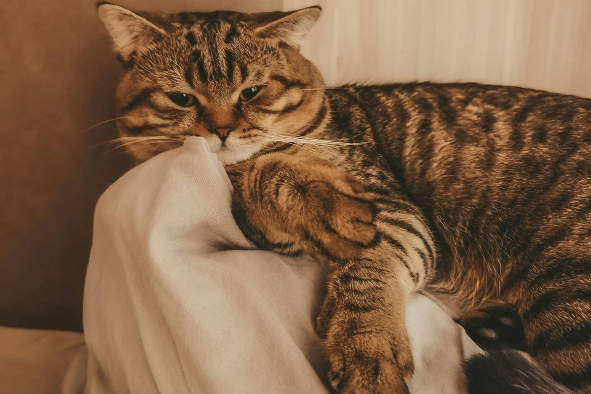 Why Does My Cat Sleep Near My Head? What It Really Means