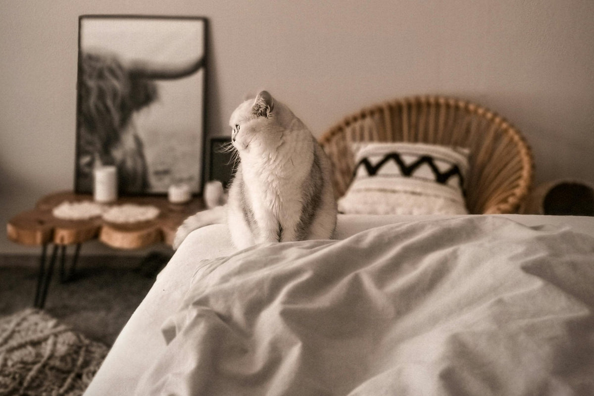 Is It Safe to Sleep With Your Cat? What Cat Owners Should Know