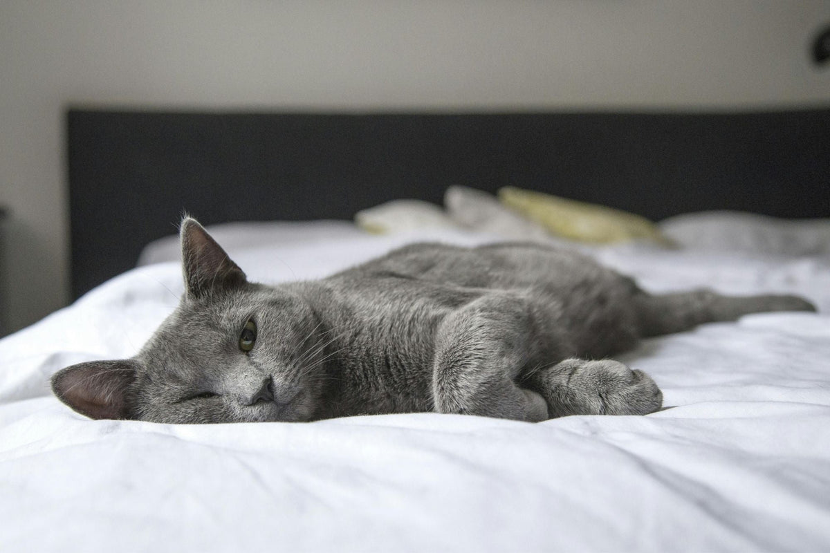 Gray cat resting on a white bed in a calm bedroom